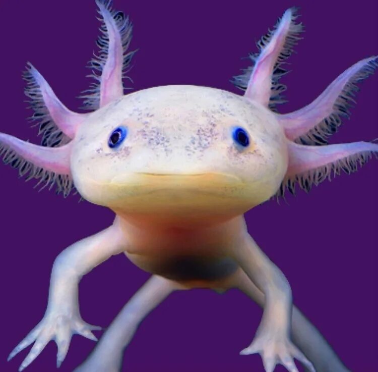 Лунтик животное как называется. Мексиканская саламандра аксолотль. Аквариумная рыбка аксолотль. Рыба лунтик аксолотль. Аквариумная рыбка аксолотль.