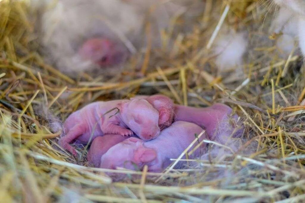 Женщина родила кроликов. Новорожденные крольчата. Новороженныекрольчата. Новорожденные зайцы.