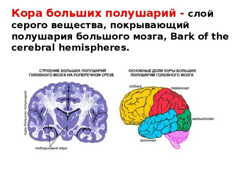 Основные зоны коры мозга. Мозг строение доли больших полушарий. Основные доли коры больших полушарий головного мозга. Доли коры больших полушарий головного МО.