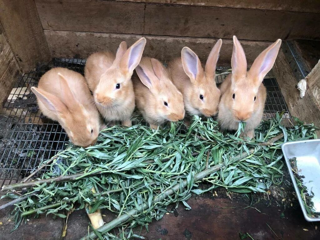 Кормовой кролик. Бургундская порода кроликов. Кормовые кролики большие. Еда для кроликов. Можно давать кроликам капусту