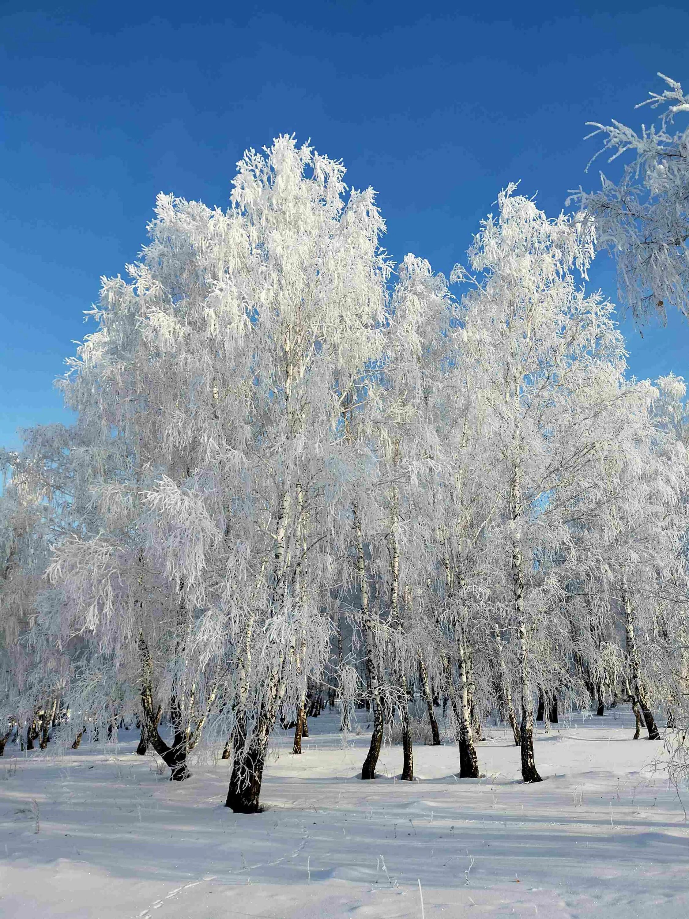 Эх березы. Белая береза. Белая береза фото. Февральская береза. Берёза в инее в парке Омск.