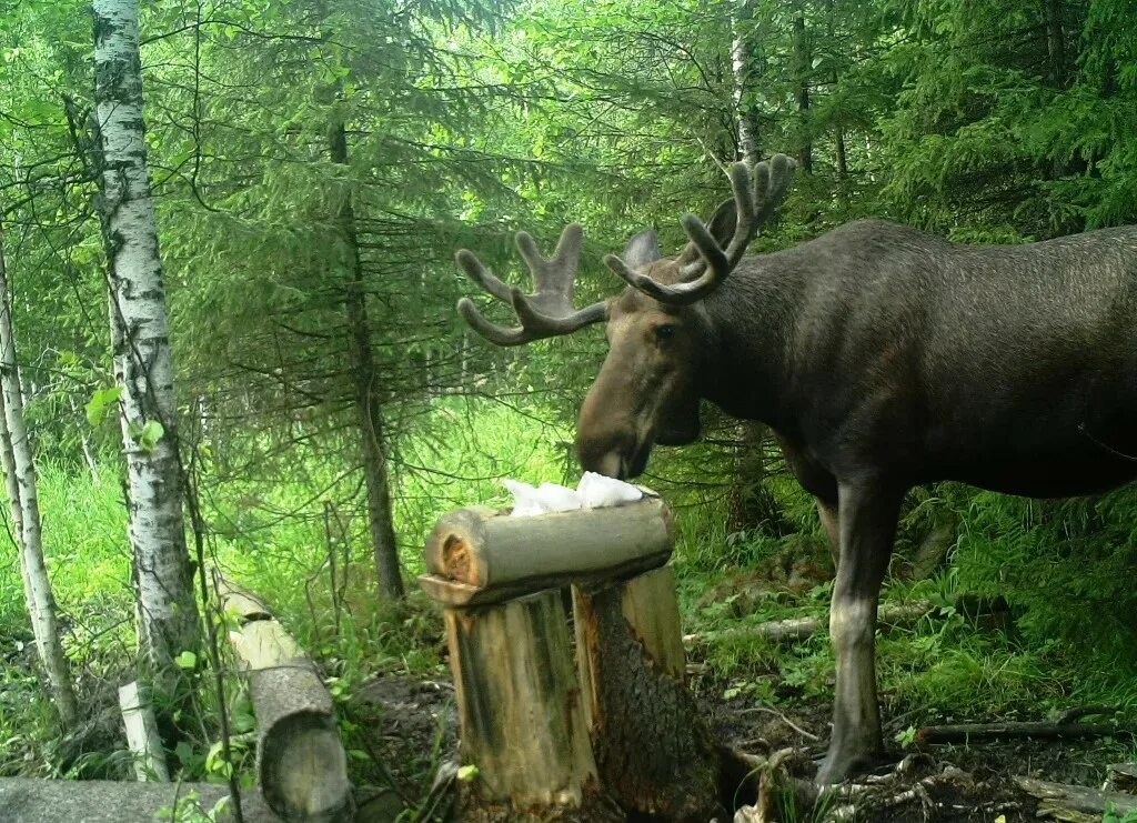 Картина зимняя подкормка диких животных. Хайвонот олами бурилар. Прикормочная площадка для диких кабанов. Мордовский государственный заповедник имени смидовича животные. Что люди делают для диких животных.