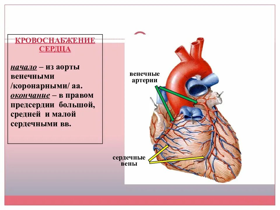 Сердечная мышца картинка для презентации. Презентация коронарные артерии. Капилляры средний слой сердца. Аортальная форма сердца рисунок. Какие сосуды в левом предсердии