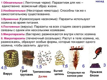 Паразитические формы класса