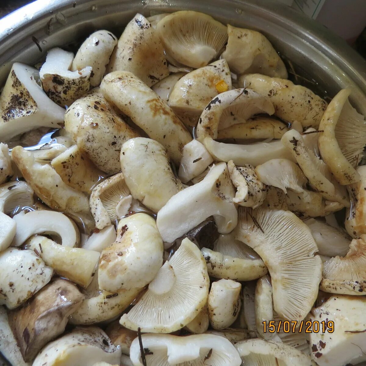 Сколько надо жарить грибы. Вареные сыроежки. Сыроежка приготовление. Сыроежки грибы жареные. Сыроежки грибы приготовление.
