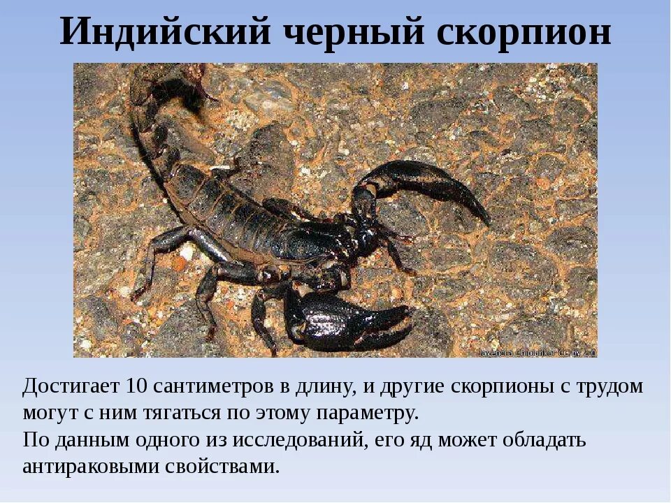 Нисходящий скорпион