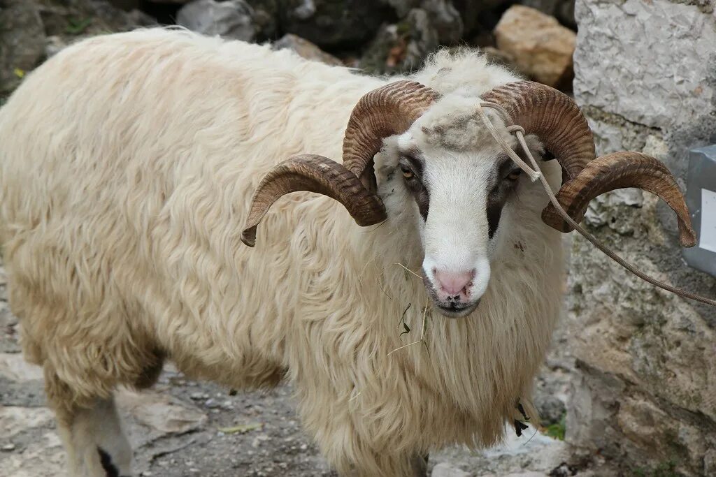 Овца с рогами. Три овечки. Перендейл овца. Лохтан баран. Голова барана.