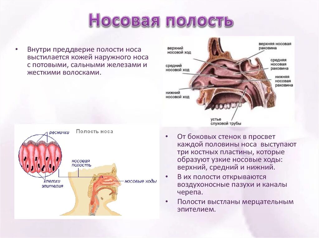 Слизистые оболочки носовых ходов. Анатомия носовой полости человека строение и функции. Полость носа анатомия строение и функции. Функции пазух носовой полости. Функция носовых ходов носовой полости.