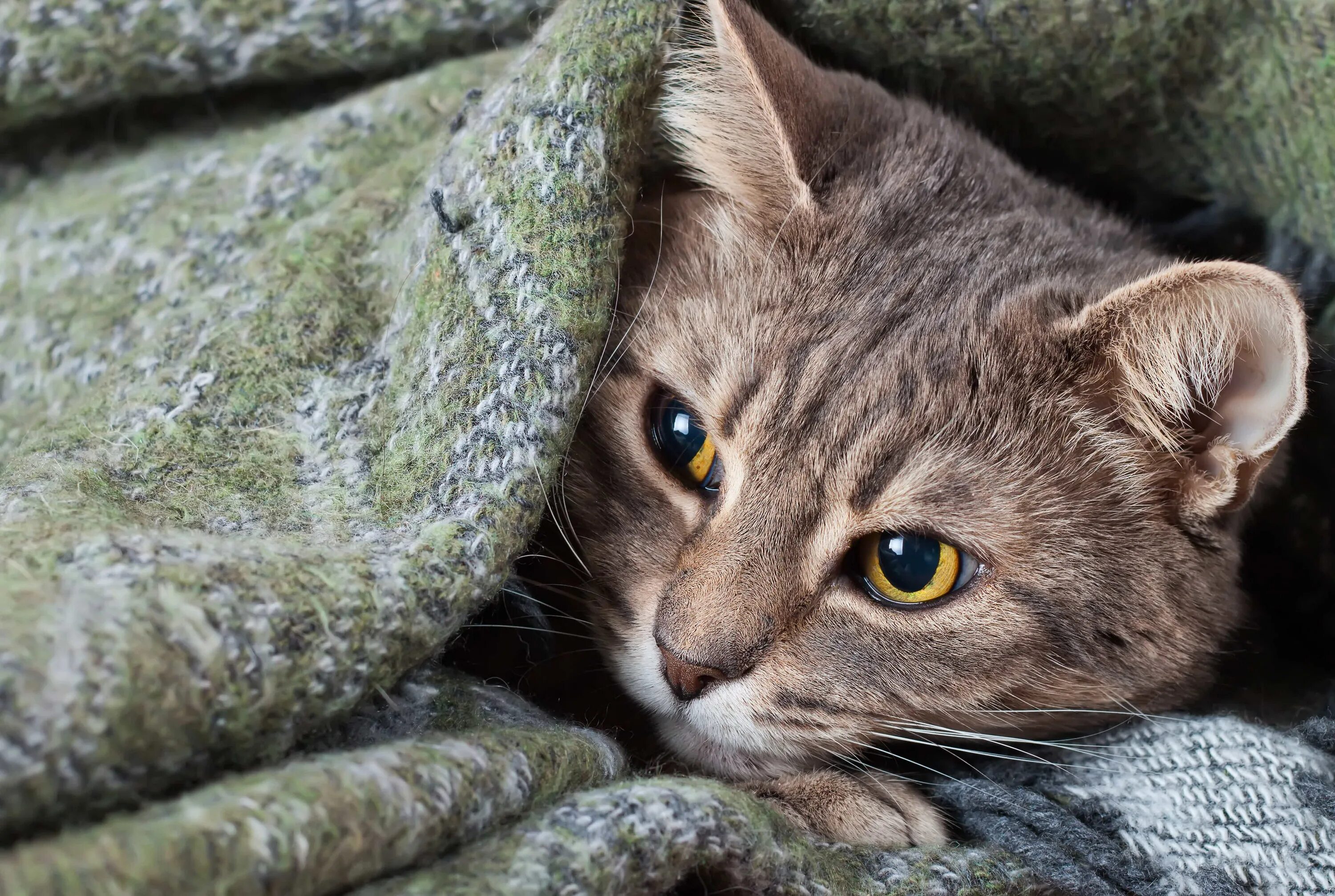 Настороженный кот. Беспокойные животные. Фото настороженного кота. Кошка дрожит. Почему котята дрожат