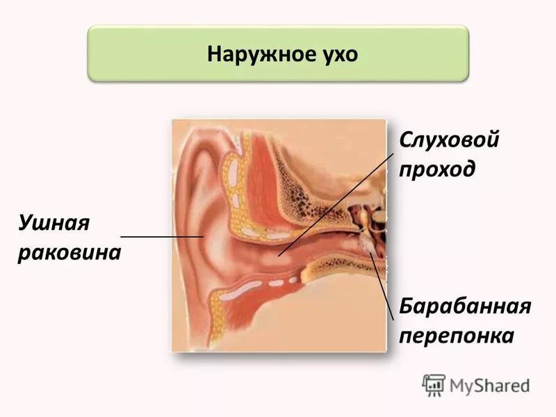 Строение наружного уха анатомия. Строение ушной раковины слуховые проходы. Наружное ухо (ушная раковина, наружный слуховой проход) строение. Строение уха наружный слуховой проход.