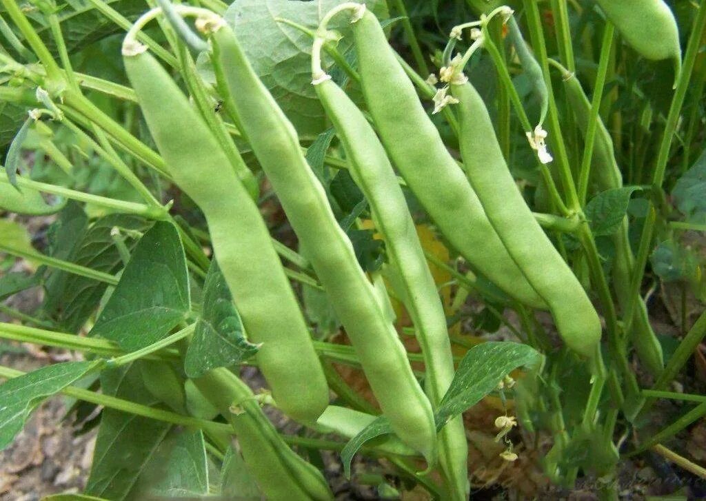 Капуста брокколи рассада. Биология pisum sativum (горох посевной). Мята тыква фасоль. Смешанные посадки овощей на грядке таблица. Мята тыква фасоль.