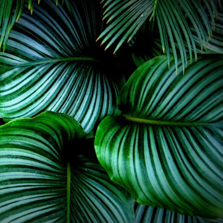 Экзотическая зелень. Картинки зелени экзотика. Картинки с листьями экзотических растений красивые для печати. Malekuli растения. Unique plants