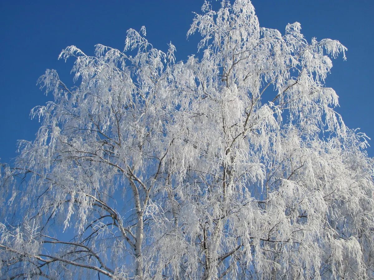 Иней на деревьях. Осыпается иней. Зимняя ветка. Осыпается иней. Зимняя ветка.