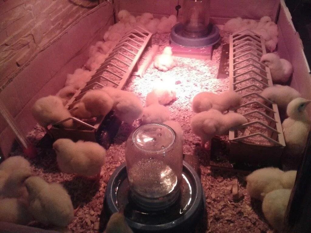 Выращивание цыплят в домашних условиях для начинающих. Доращивание бройлеров. Выращиваем бройлеров в домашних. Выращивание цыплят бройлеров в домашних условиях. Свет для бройлеров в домашних.