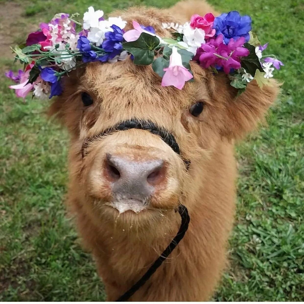 Красивая коровка. Красивые коровки. Милая коровка. Теленок с цветочком. Корова с цветами.