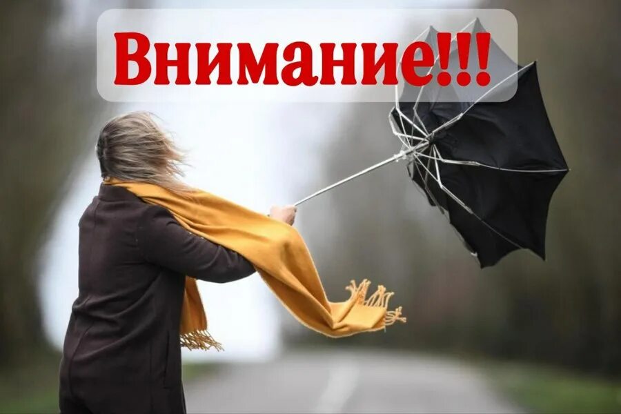 Включи ветер не. Ветер перемен цитаты. Включи ветер не. Штормовое предупреждение. Ветер и зонт.
