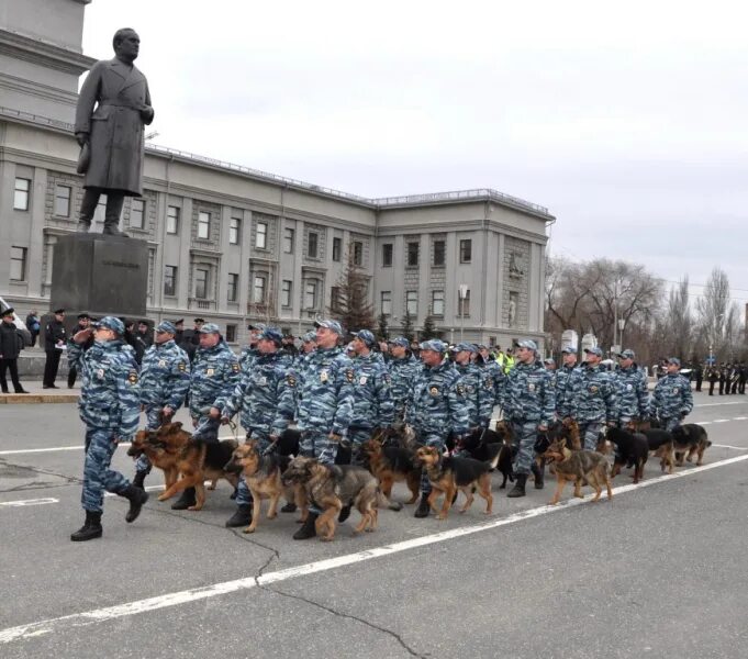 Кинологический центр Самара. Кинологи Самара МВД. Служебные собаки в Самаре. Центр кинологической службы ГУ МВД России по Самарской области. Полиция куйбышеву