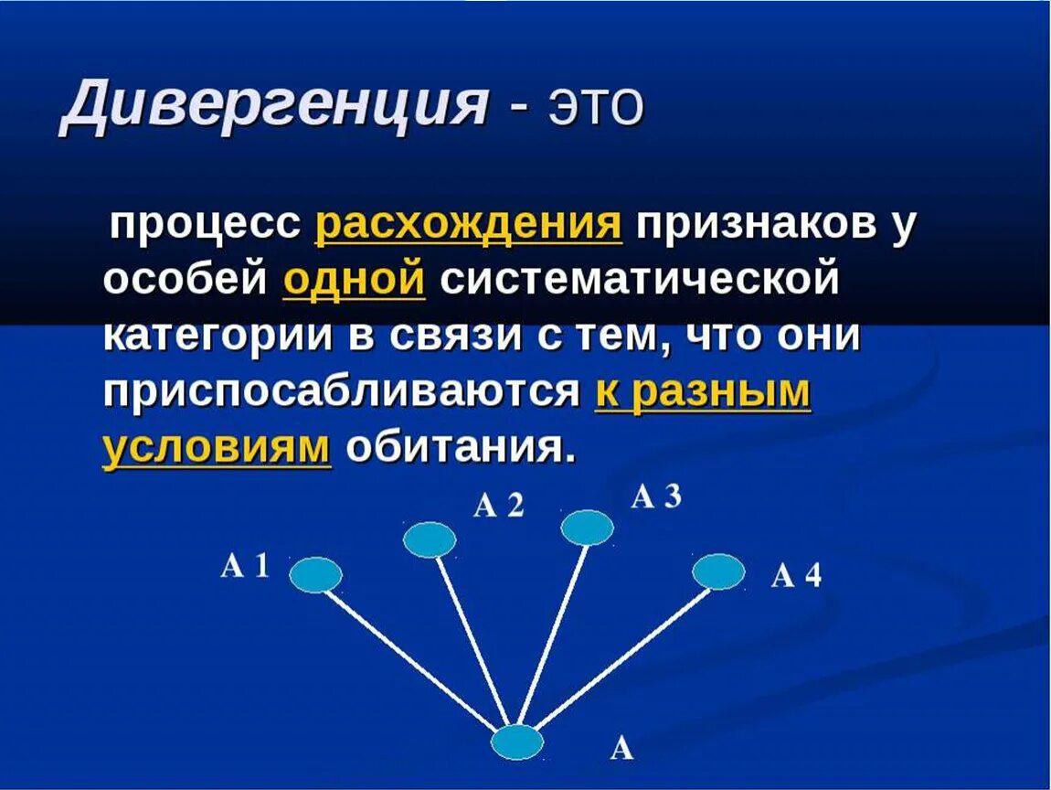 Дивергентные 3. Дивергенция. Дивергенция биология. Процесс дивергенции. Процесс расхождения признаков.