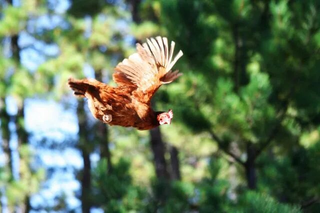 chicken flying - Did You Know Facts - YouTube
