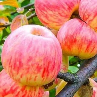 Саженец коричное полосатое