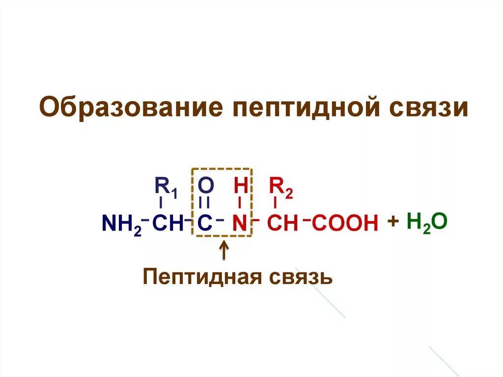 Пептидная связь белков. Формула белка пептидная связь. Как выглядит пептидная связь. Образование пептидной связи формула.