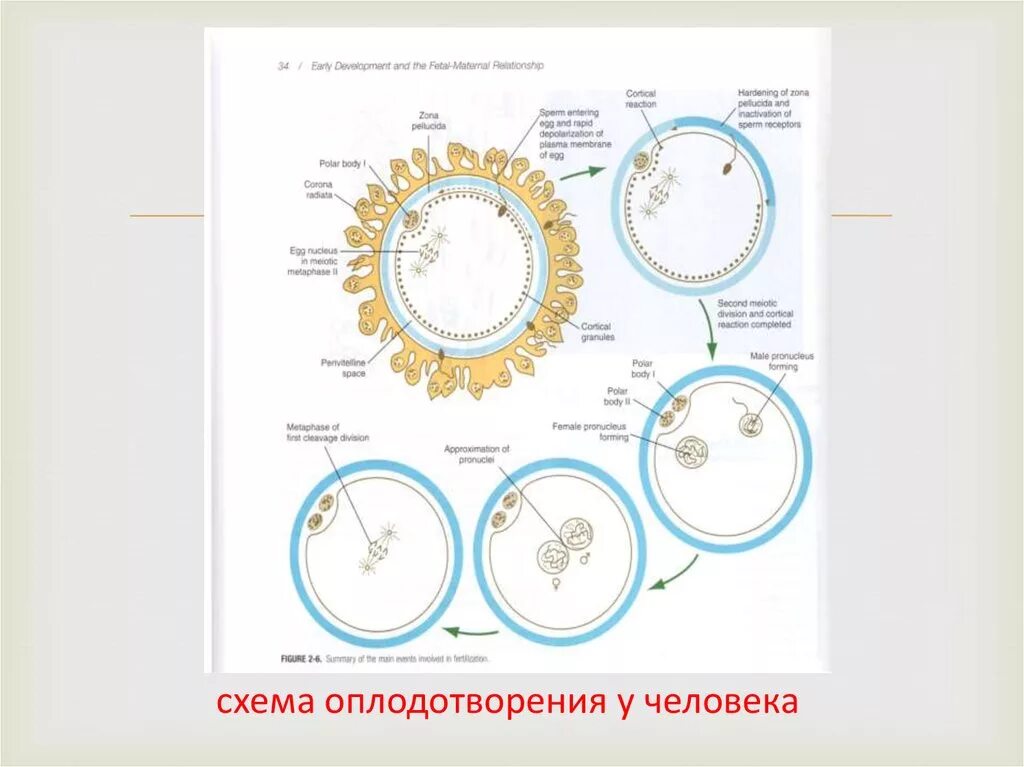 После оплодотворения яйцеклетки и первых делений. Схема процесса оплодотворения человека. Этапы оплодотворения схема. Схема оплодотворения яйцеклетки. Оплодотворение схема Акушерство.