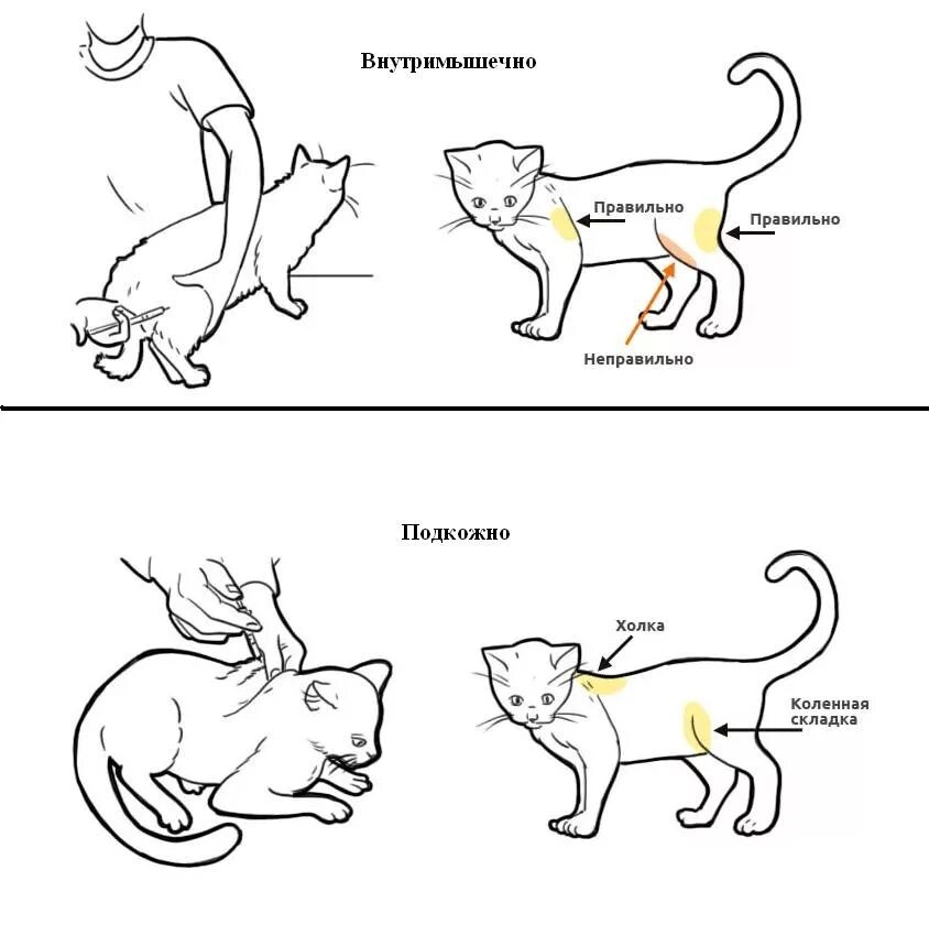 Куда колоть котенка. Куда колоть укол коту внутримышечно. укол коту внутримышечно в холку. как поставить укол кошке внутримышечно в бедро. как делать укол кошке внутримышечно в бедро.