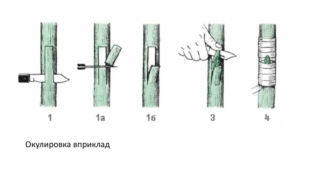 Прививка почкой (глазком) — окулировка. Окулировка яблони глазком. Прививка окулировка в приклад. Окулировка роз на шиповник схема.