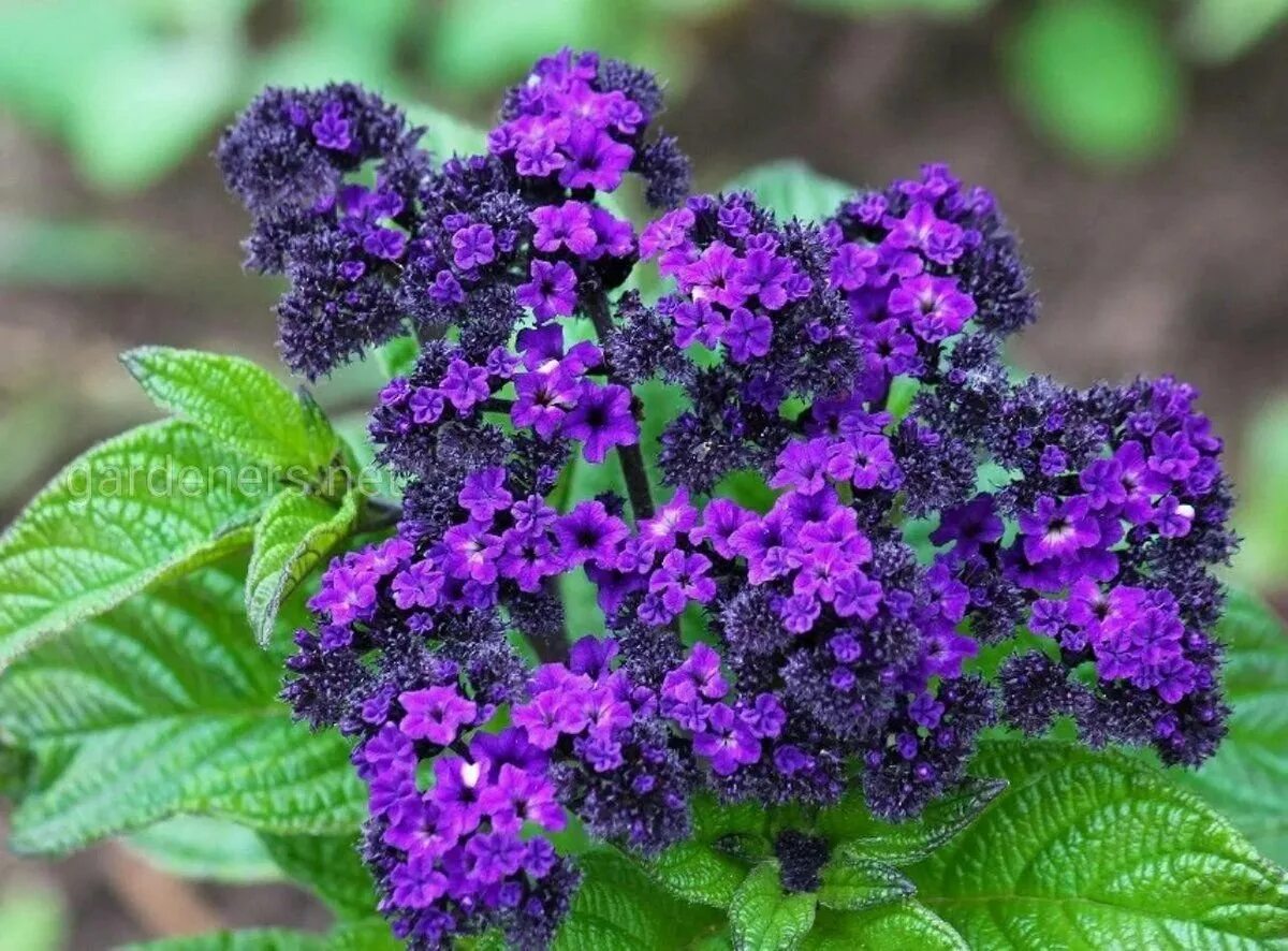 Гелиотроп растение где растет. Гелиотроп (растение). Гелиотроп перуанский марина. Гелиотроп перуанский марин. Гелиотроп цветок марина.