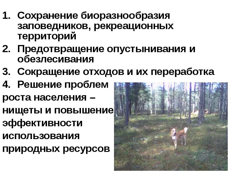 Программа сохранения биоразнообразия. Решение проблемы сокращения биоразнообразия. экологические проблемы рекреационные.