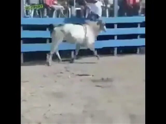 Танец бычок. Бычок (танец). медный бычок танцует с чёрным дельфином 1488 раз.