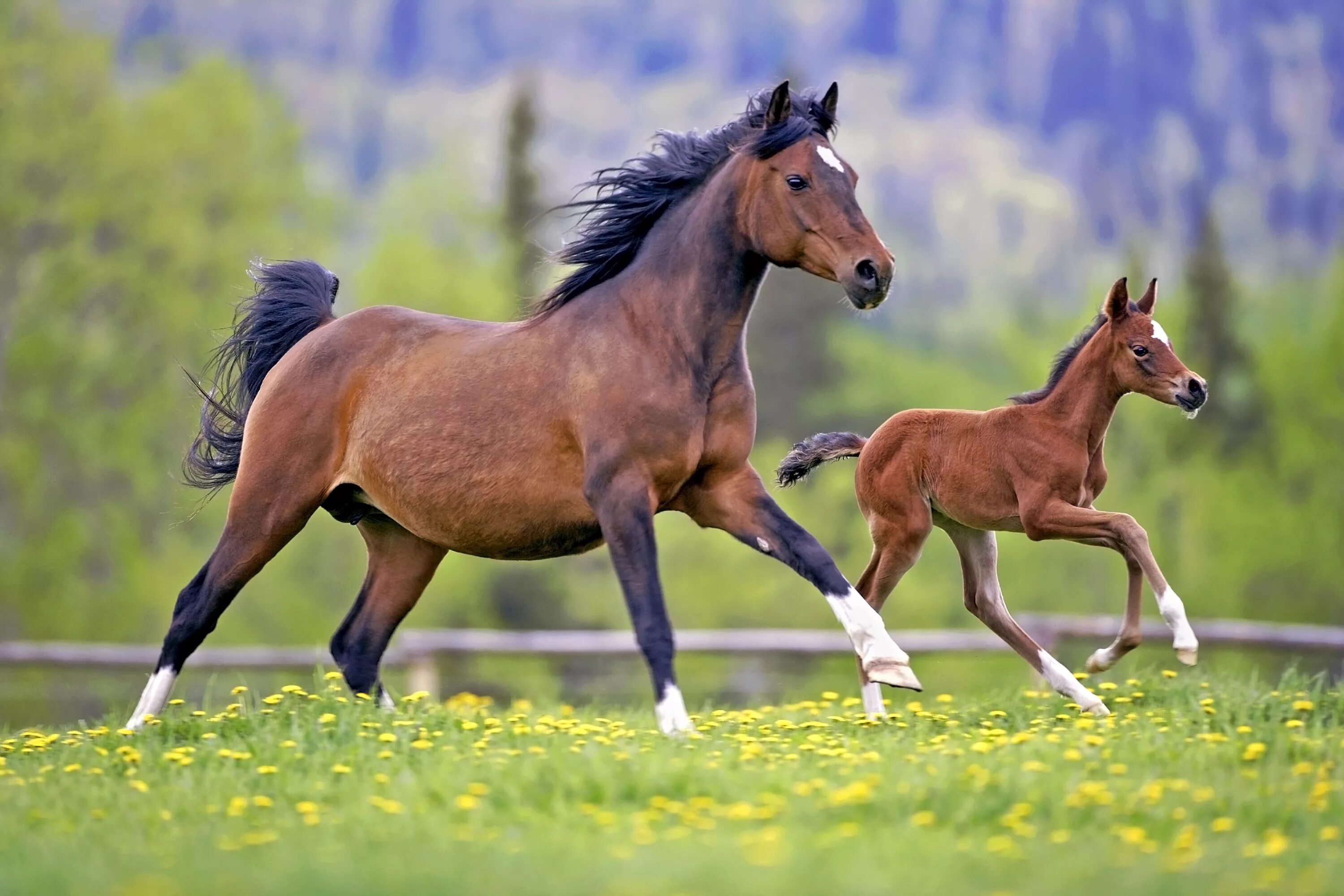 A horse is an animal. Гнедой Мустанг. Мустанг лошадь с жеребёнком. «Лошадь с жеребенком» а. Горбатова.. Гнедой жеребенок.