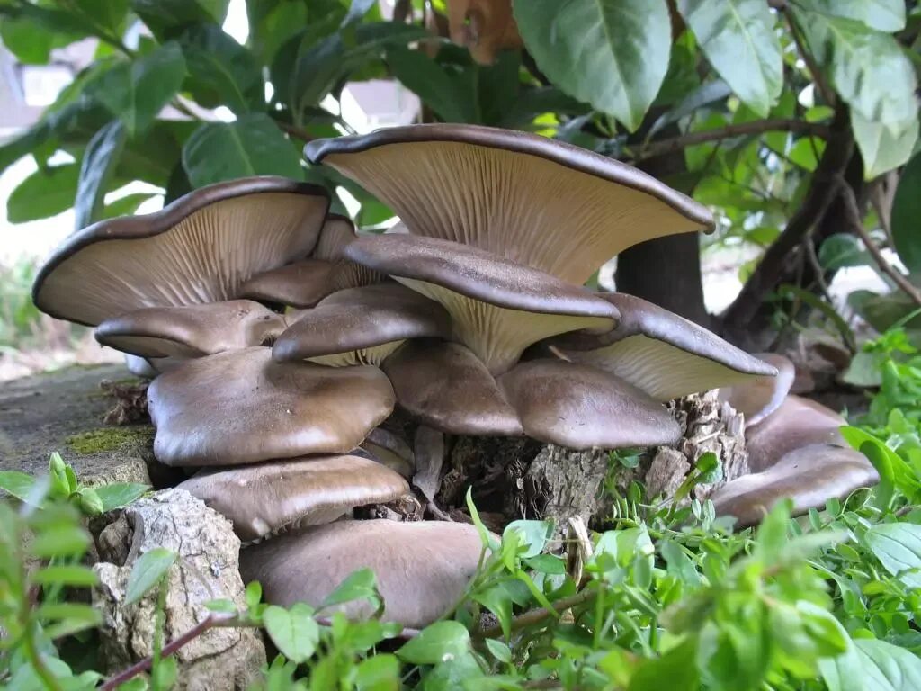 Как выглядят вешенки. Вёшенка обыкновенная / Pleurotus ostreatus. Вёшенка устричная (Pleurotus ostreatus). Вёшенки обыкновенные. Вешенка индийская Пульмонарис.