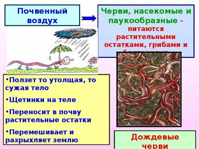 Почвенные организмы. Почевный организм 5 класс. Чем питаются почвенные организмы.