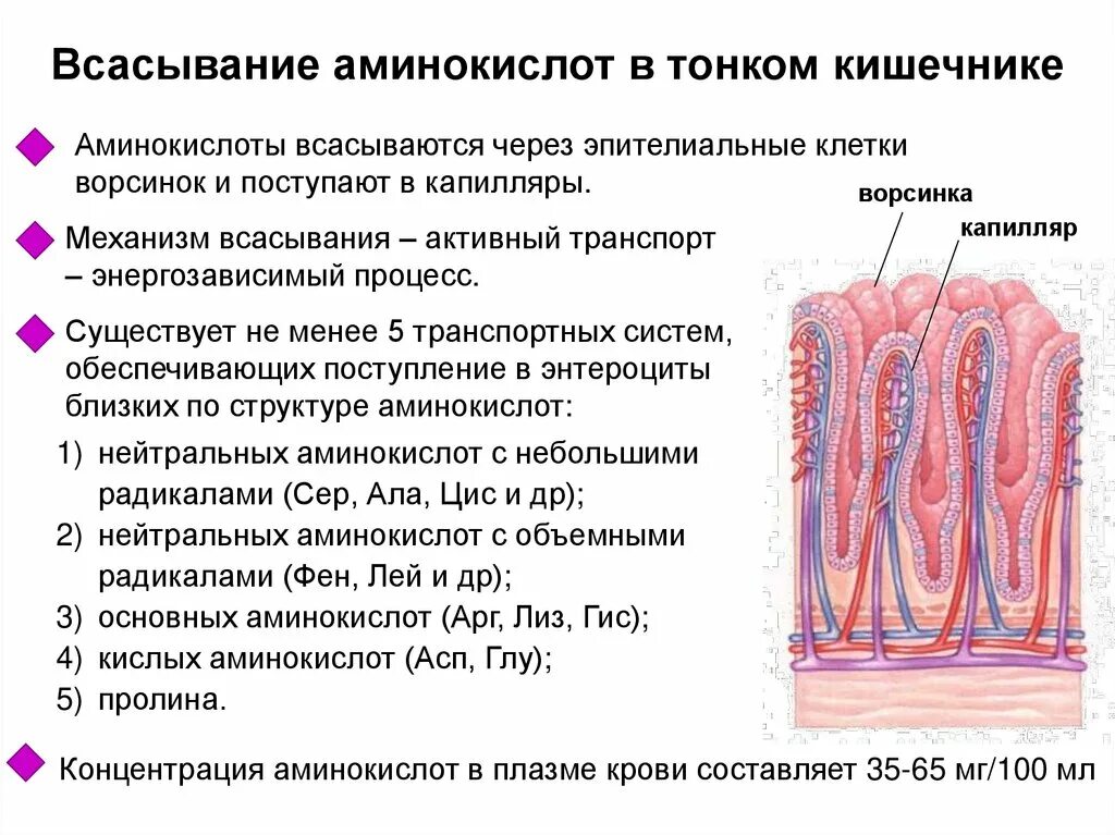 В каких отделах кишечника происходит всасывание. В каких отделах кишечника происходит всасывание
