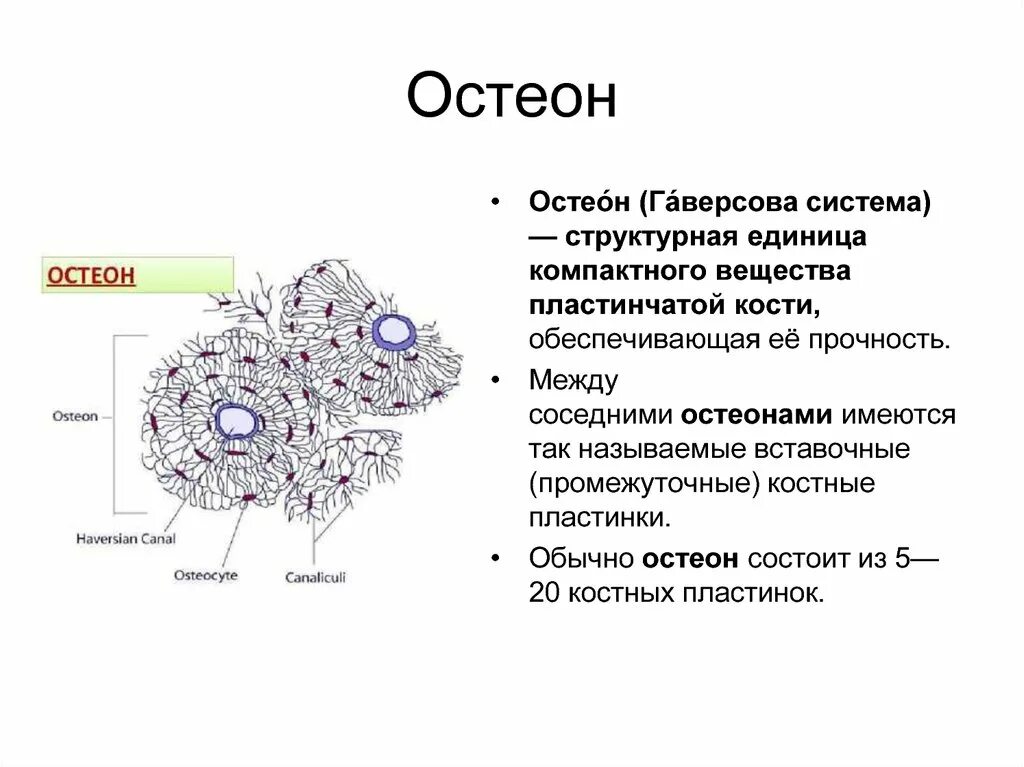 Участвует в образовании костной ткани. Остеон структурная единица костной ткани. Структурно-функциональная единица кости Остеон. Структурно-функциональная единица кости Остеон схема. Структура кости Остеон.