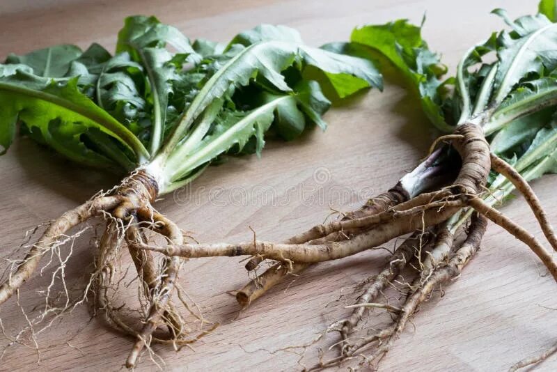 Taraxacum officinale лист. Корневая система одуванчика лекарственного. Одуванчик taraxacum officinale. Одуванчик лекарственный фармакогнозия. Корни одуванчика фармакогнозия.