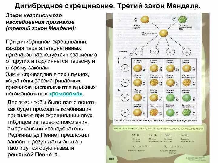 Дигибридное скрещивание дигетерозигот. Дигибридное скрещивание независимое наследование. Закономерности наследования дигибридное скрещивание. 3 Закон Менделя независимое наследование. Дигибридное скрещивание независимое наследование признаков.