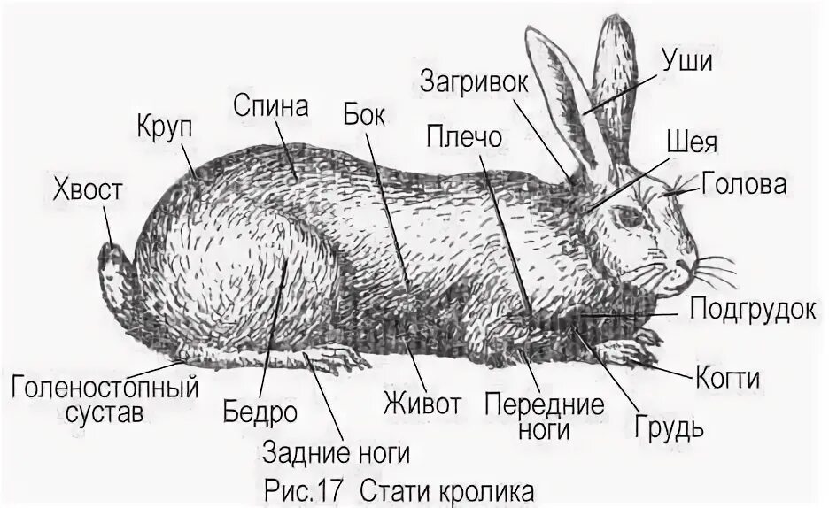 Кролик строение тела. Анатомия кролика. Анатомия декоративного кролика. Стати тела кролика.
