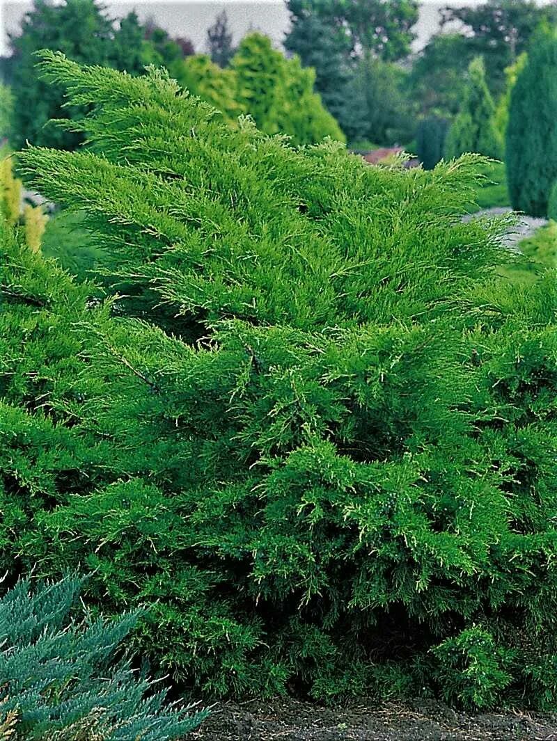 можжевельник обыкновенный (juniperus communis l. можжевельник прибрежный блю пацифик. можжевельник обыкновенный репанда. можжевельник хвойник. можжевельник джуниперус.