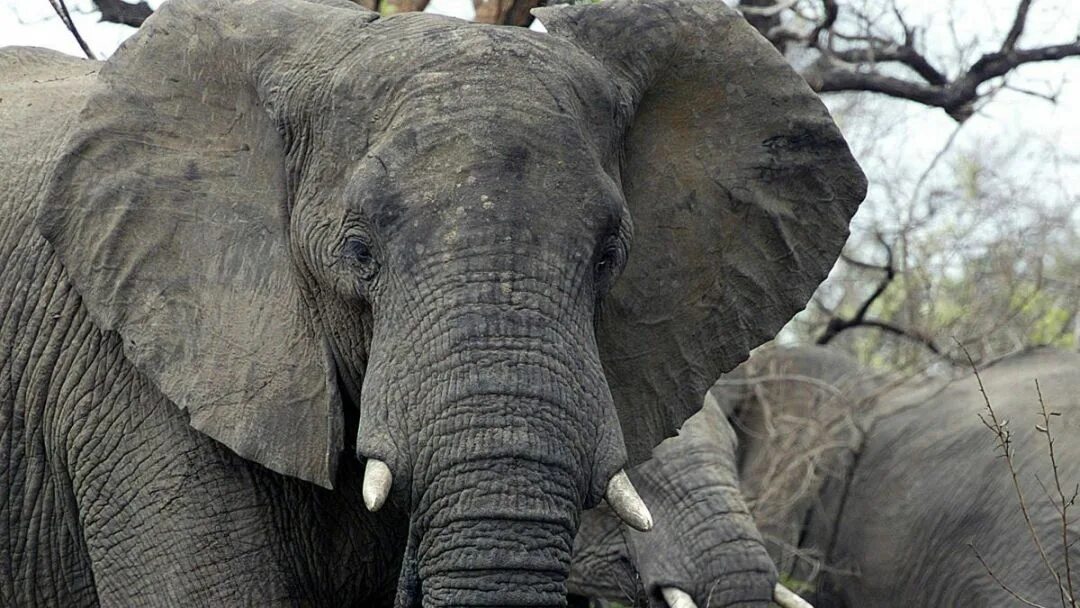 Сколько диких слонов. Всемирный день слонов. Сланы. Elephant9. Большие акаменелшыйе Сланы.