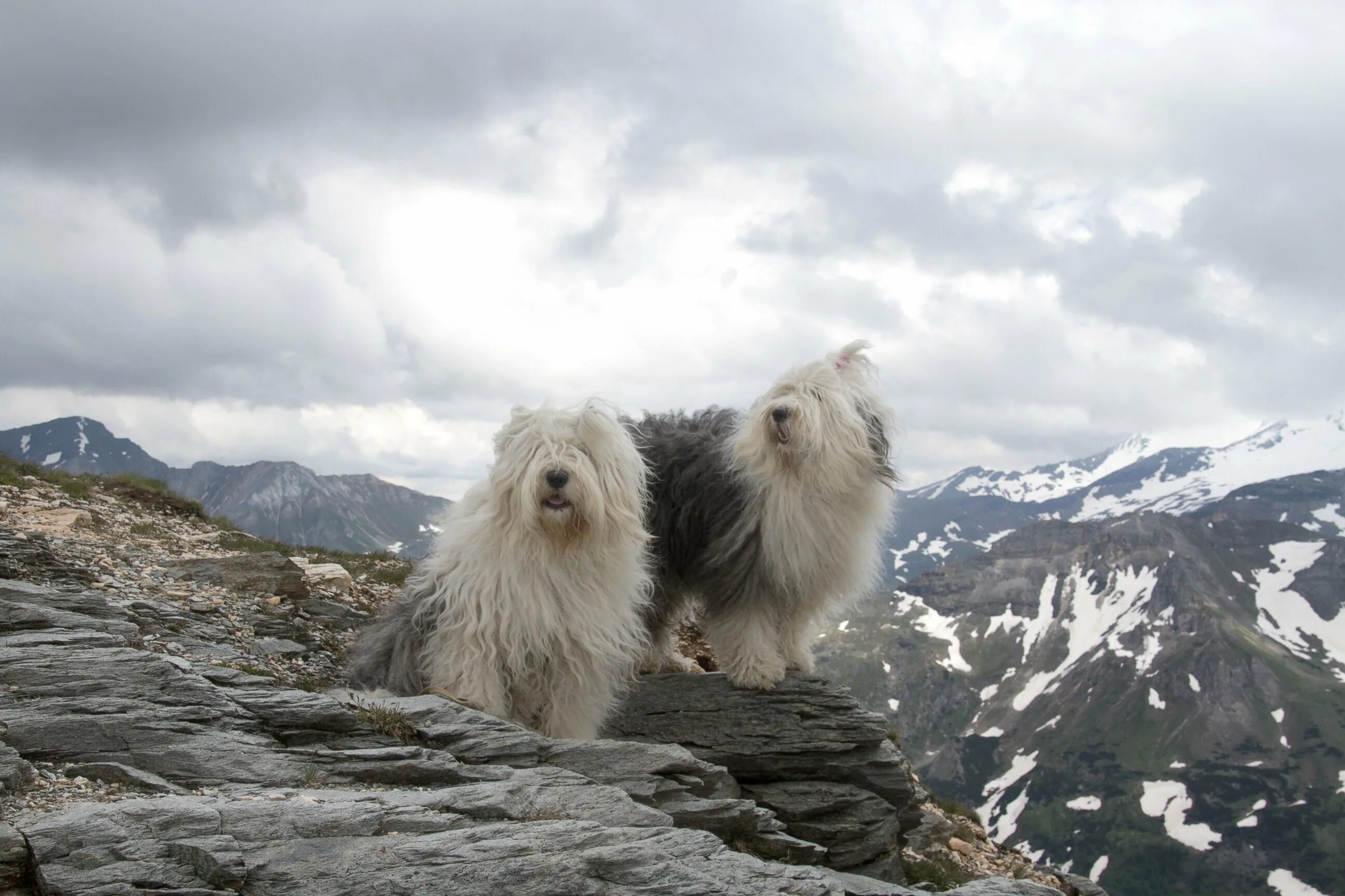 Собачки друг другу жмутся. Sisters dog. Брат собака. Лохматая собака на горе с рогами картинка. Бобтейл собака староанглийская овчарка.