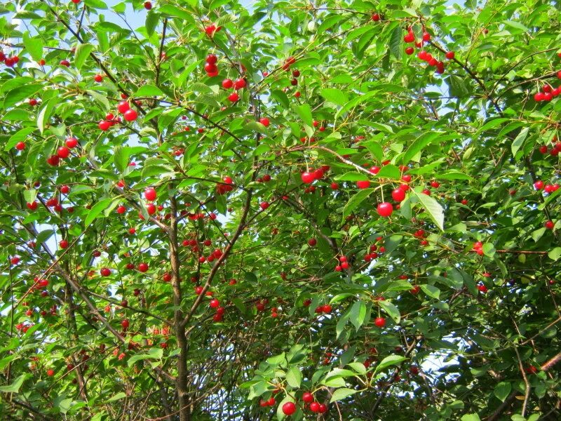 черри бонсай. вишня морозовка цветение. вишня плодовое дерево. мини деревья черешня. карликовая вишня дерево.