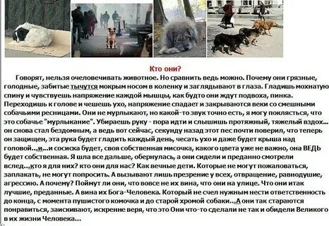 Почему собаки просит