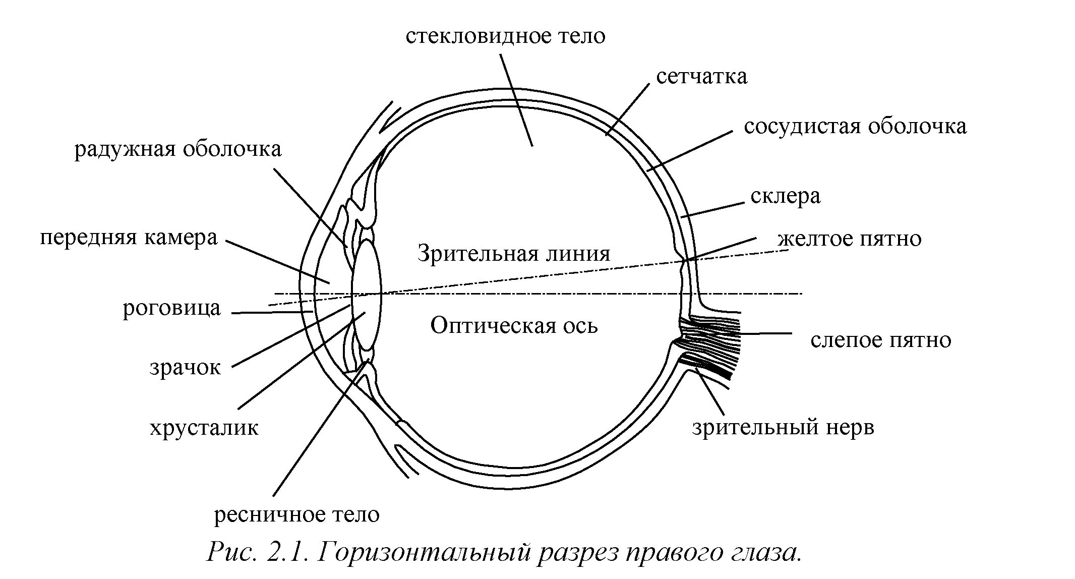 Внутреннее строение глаза рисунок. Строение органа зрения (строение глазного яблока).. Структура глазного яблока схема. Анатомические структуры органа зрения анатомия.