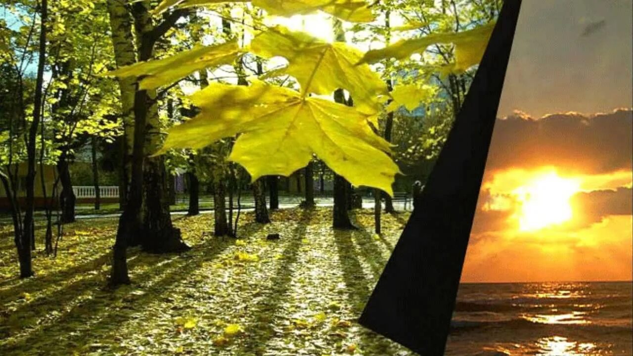 Солнечные лучи сквозь листву. Лето осень. Анимация природа. Осенняя летняя. Кончилось фото