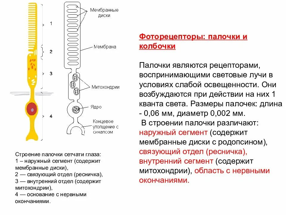 Палочки и колбочки сетчатки глаза строение. Палочки строение и функции. Сетчатка палочки и колбочки строение и функции. Физиология палочек и колбочек.