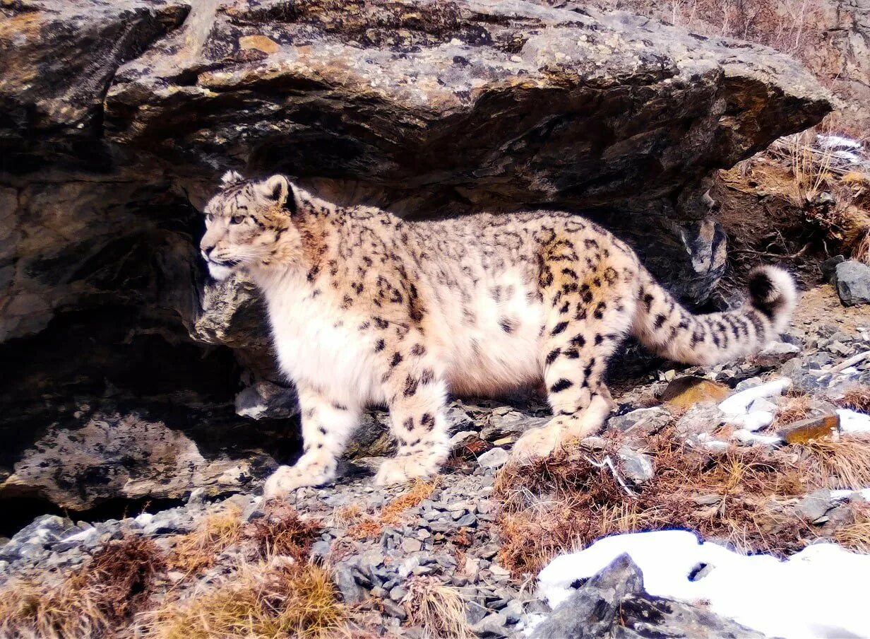 Ирбис снежный Барс Алтай. - Снежный Барс (Panthera uncia. Катунский заповедник снежный Барс. Горный Барс Ирбис.