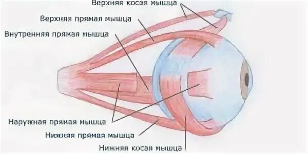 Нижняя косая мышца