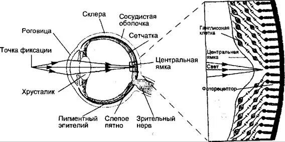 Передача светового сигнала по структурам глаза. Сенсорная система человека глаз. Последовательность передачи светового сигнала по структурам глаза. Схема строения глазного анализатора.